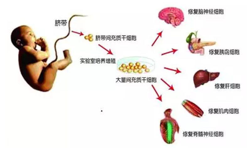 再生医学干细胞是真的吗?让我们一起探寻这一前沿科技的真相。